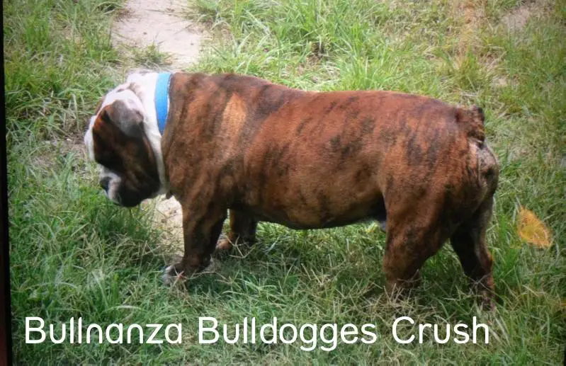 Texas Bulldogges' Crush of Bullnanza Bulldogges