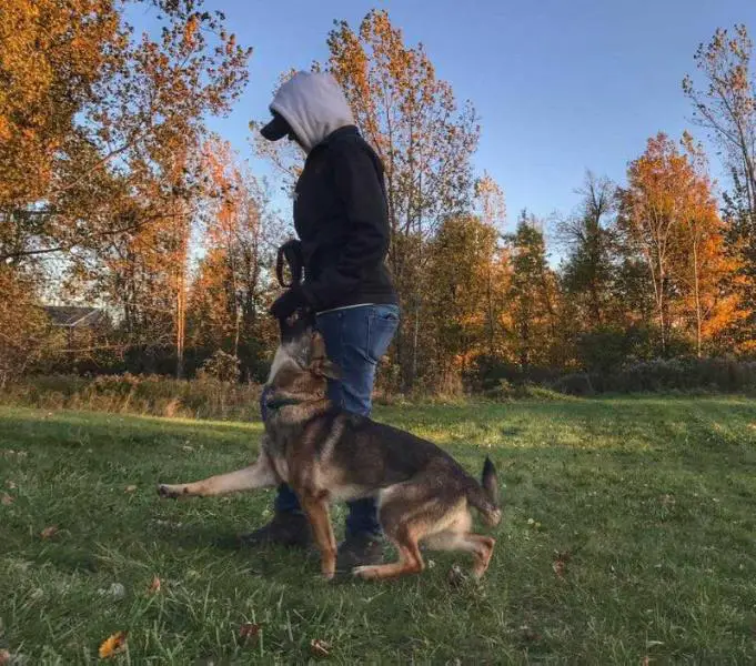 Dragonfly von den Sturmfalken