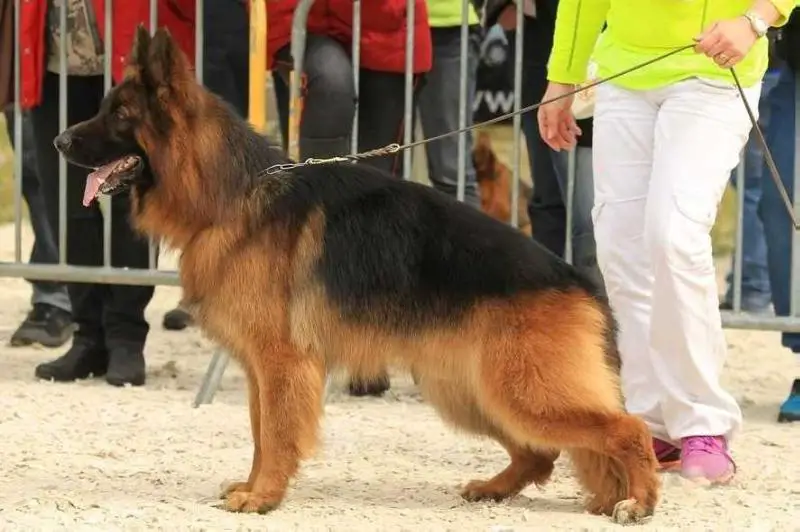 1er Excellent Nationale d'élevage CCBA  en 2016 France Joran de la Chante Oiseaux