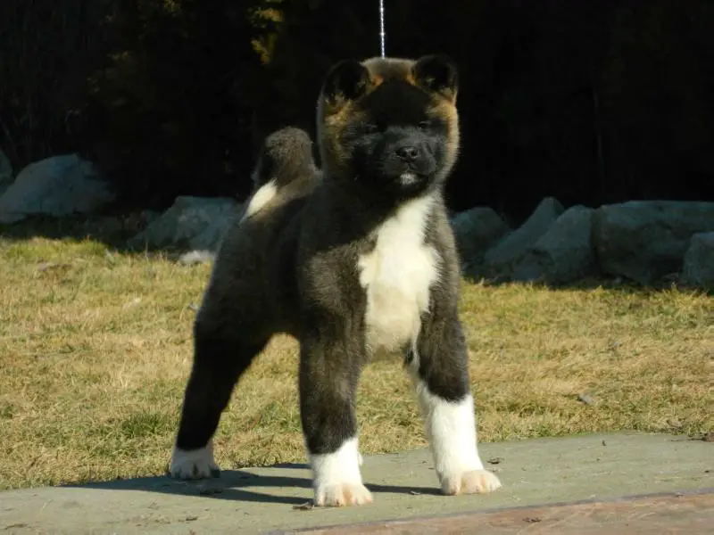 Guardian Of The Emperor Buffy