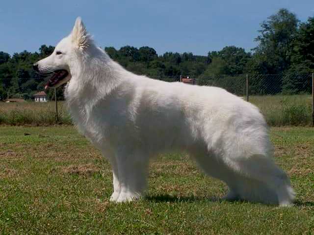 Vunt vom Sutumer Grund