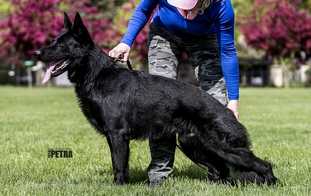 Itano vom Gimpelwald