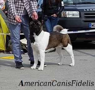 DK/PL CH, PL JCH Special American Canis Fidelis