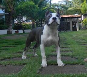 GRAPPLES VEGAS KHALECTRA