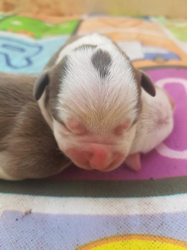 DURANCEBT AST GRANKENNEL HONDA