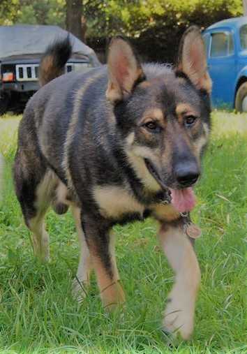 Ruffian Rex D'Argent