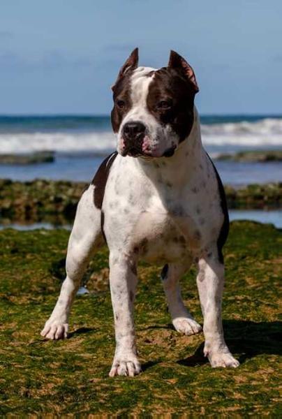 OPALA PARANHOS AMSTAFF