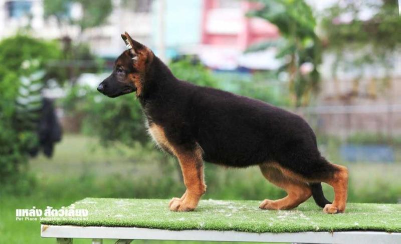 Quicky vom Branch Mark