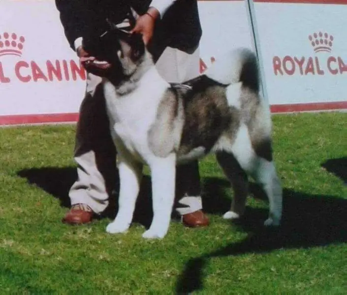 TRD Long Stars (Guzman)