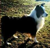 Rvt Indigo Blue Bandit