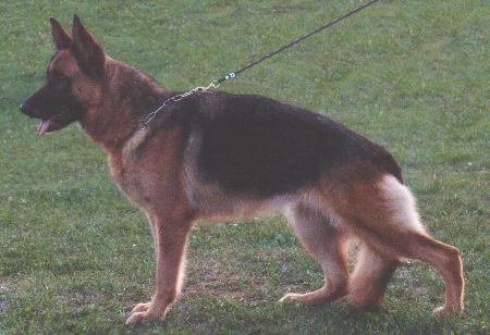 V 82 Quena von Modithor