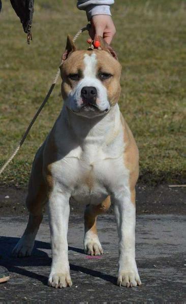 Angie's Cock A Doodle Doo