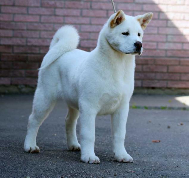 Russtar Polar Bear