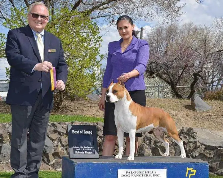 GrCh, INTCH, WORLD Championn 2020 Giovanna Dark Velo di Buta