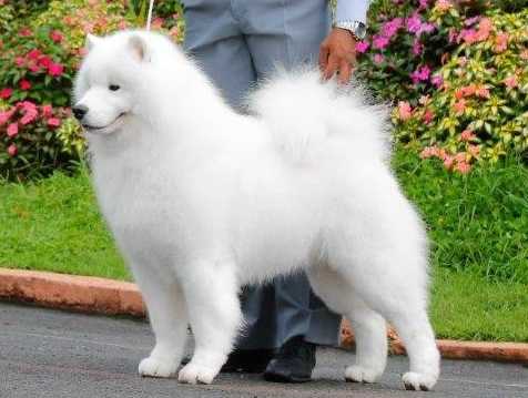 Multi CH, Multi BISS Samspring Dunhill Desire At Les Amis