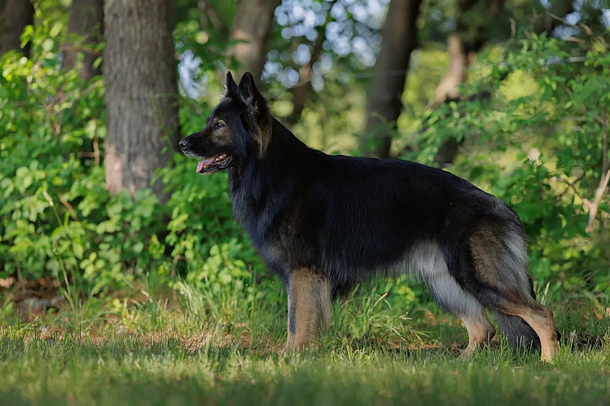 UKC Multi Group Placing CH UROC RMC GSDCA HAM PAM Daemon vom Wernerhaus