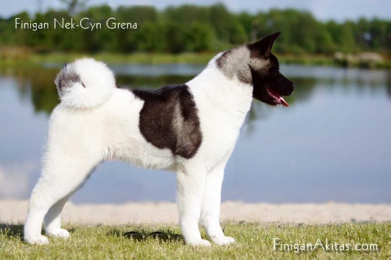 Ch. Finigan Nek-Cyn Grena
