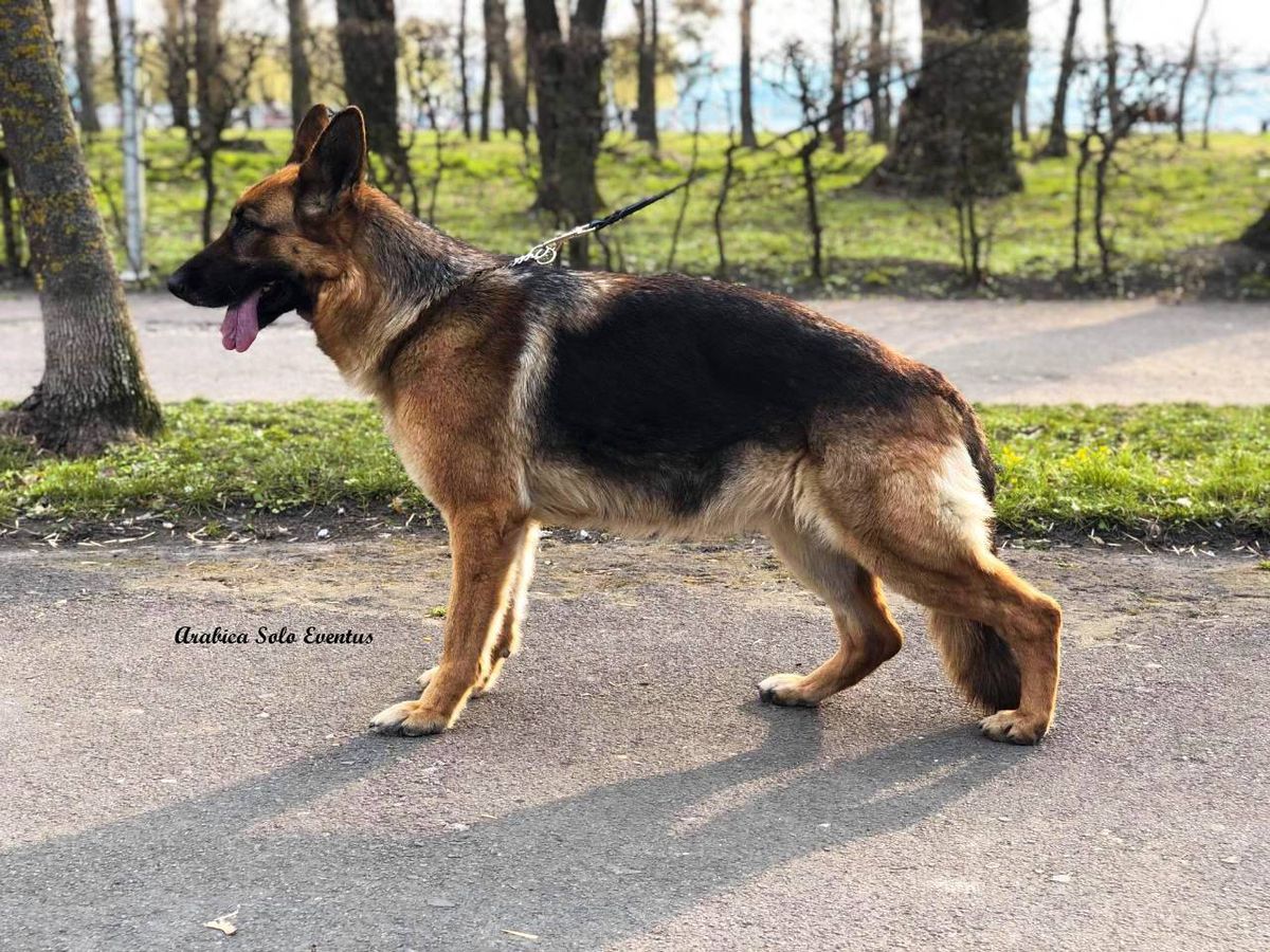 Arabica Solo Eventus