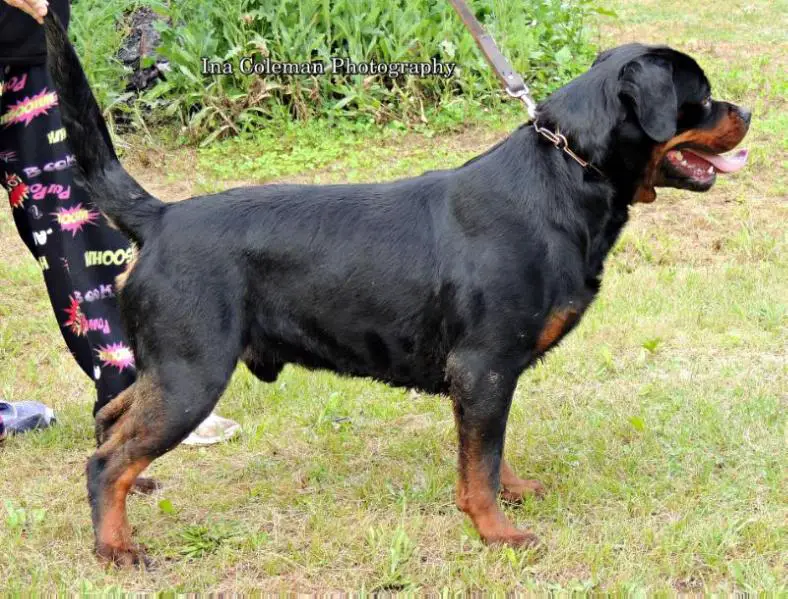 Romul House of Lazic