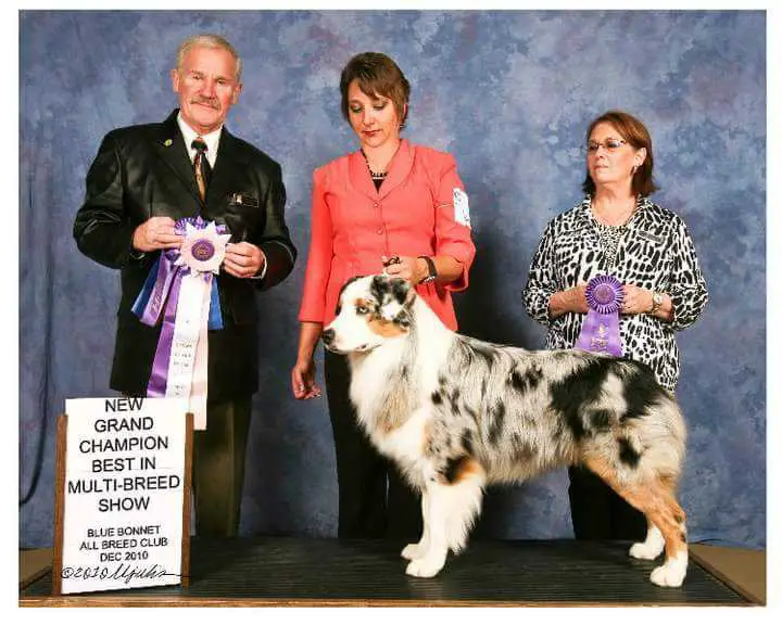 AKC GCH Caprock Heart Over Mind