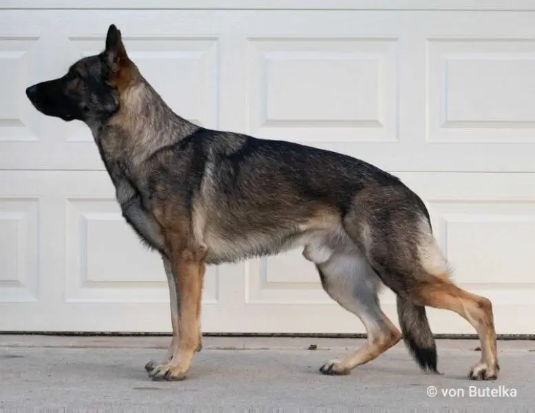 C-Wire von den Sturmfalken