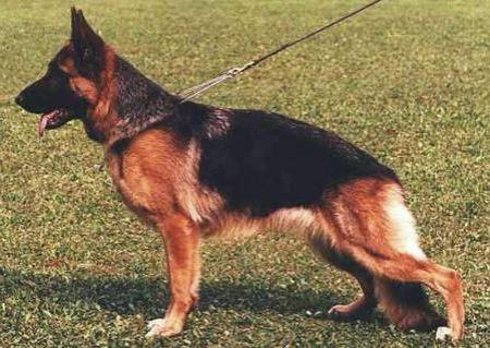 VA4(A) V18 Xipsi von der Liebeswarte