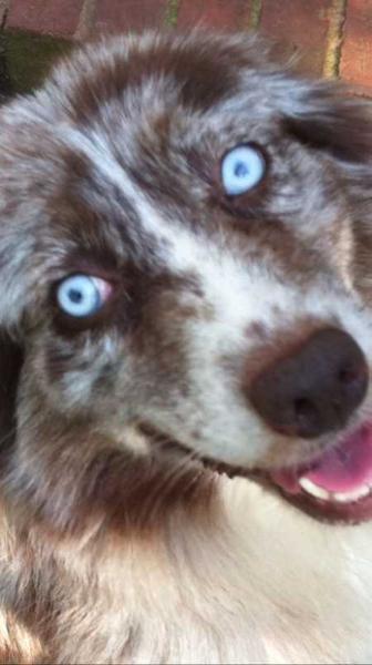 Overlands Little Bow Peep