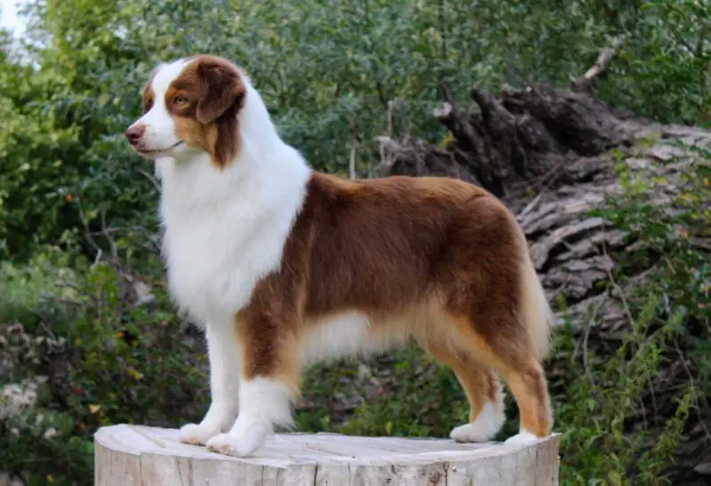 Deguellos Criollo Chocolate