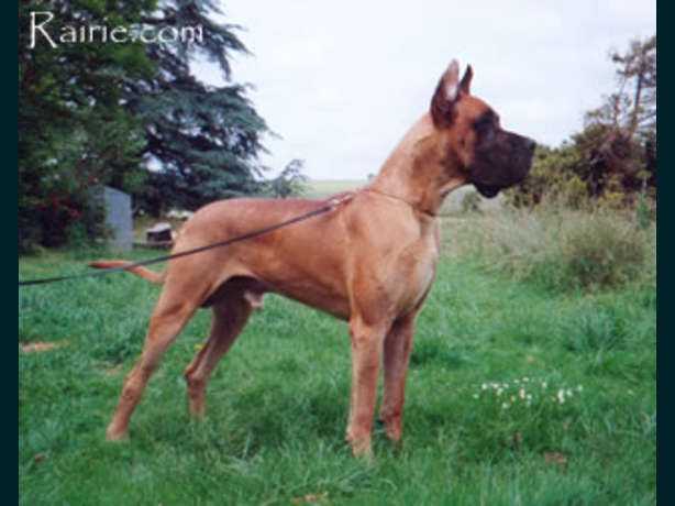 CH Must Laufer des Terres de la Rairie