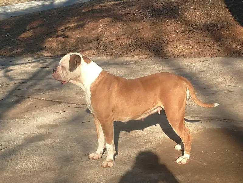 Tucker's Lulu