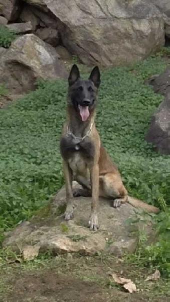 Jaws von Donnertal