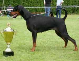 IDC-Jgdsgn 2005, DV-Sgn 2007, VDH-Eurosgn, VDH-Jahrhundertsg Estella Von Nemesis