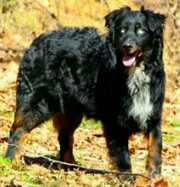 Barn Stars Moonshine Backwoods Gambler