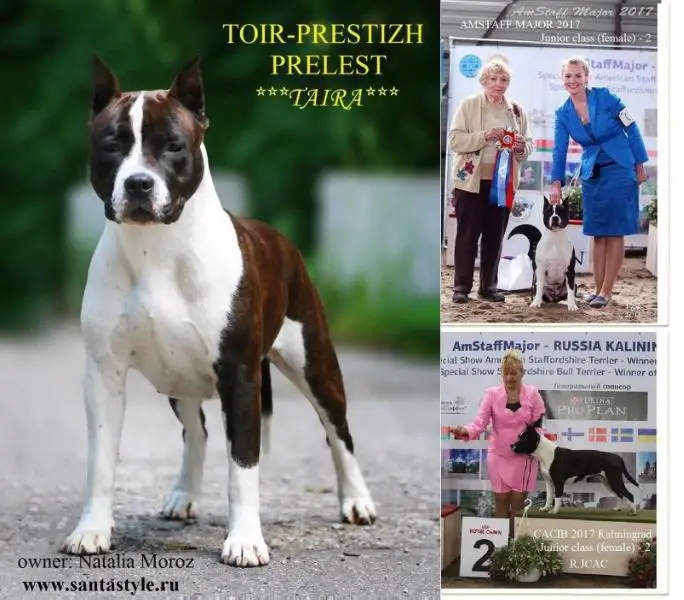 JCH,CH.RUS, LV, AMSTAFF MAJOR 2017 Junior class (female) - 2 TOIR-PRESTIZH PRELEST