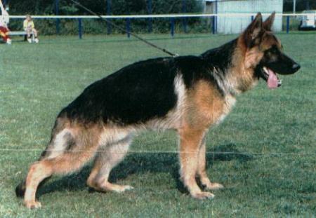 SG Glind vom Ritterberg