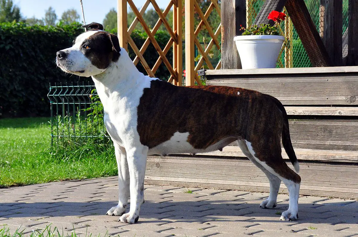 Mia Albachiara Margarita