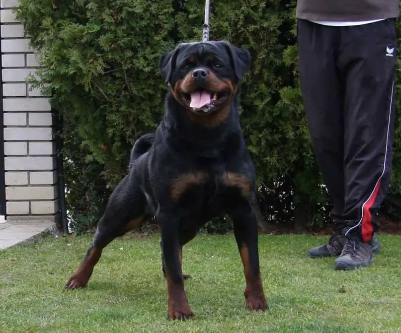 IFR World Champion Elly Black Allusion