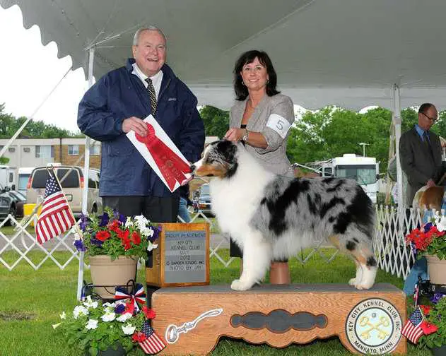 AKC GCH/ASCA CH Highpoint's Sweet William
