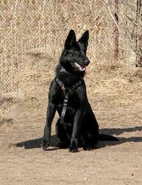 V Kessi iz Kinologicheckogo Centra