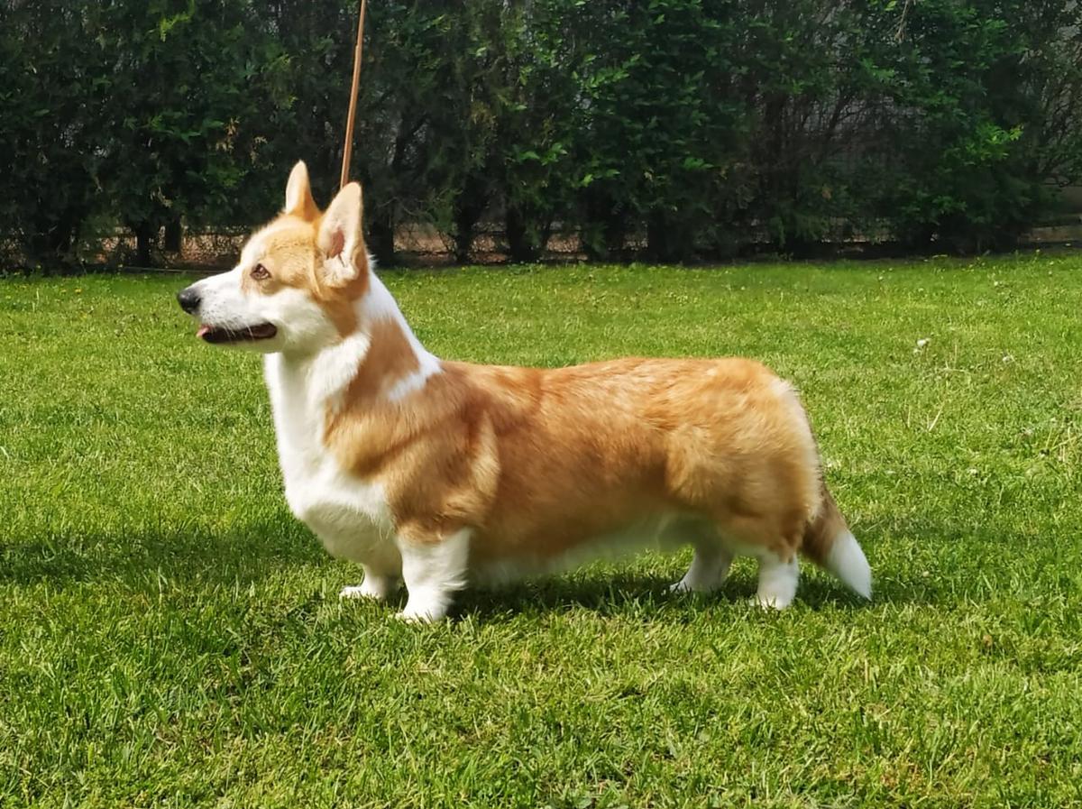 J.Ch UA, J.Gr CH UA, J.Ch RO, 2*CH UA, CH PL, CH RO, BBB Corwood Melody