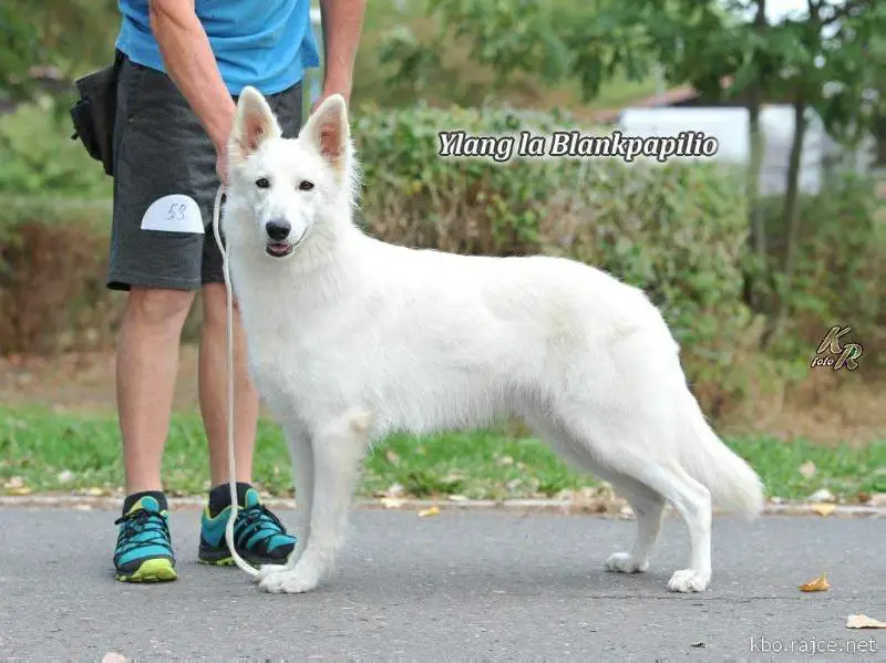 CAJC, r.CAC Ylang la Blankpapilio