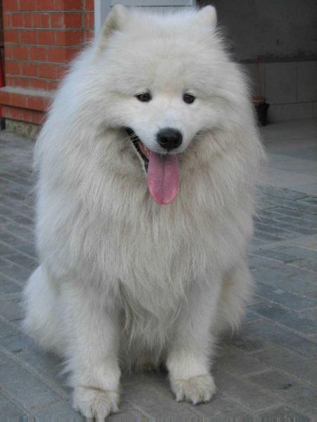 BELOYE CHUDO Udachny Briend