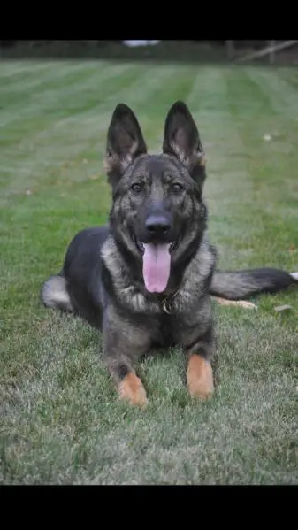 Chiba Vom Blaue Linie