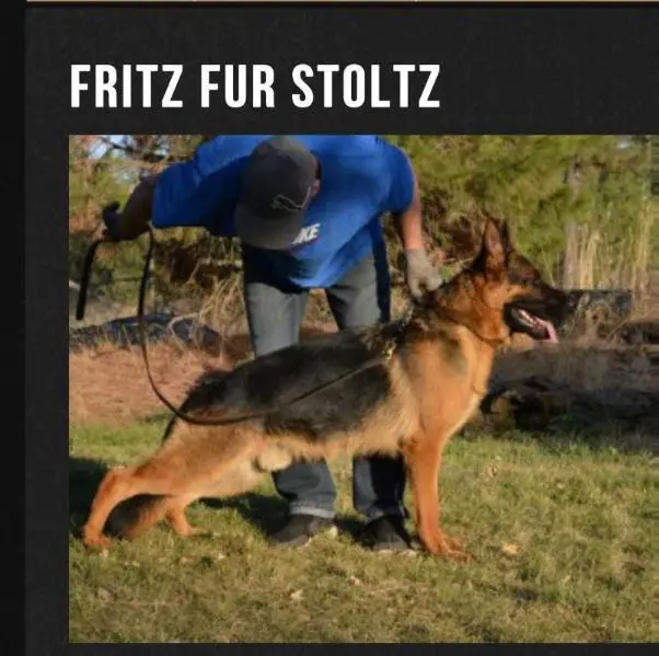 Fritz Fur Stoltz