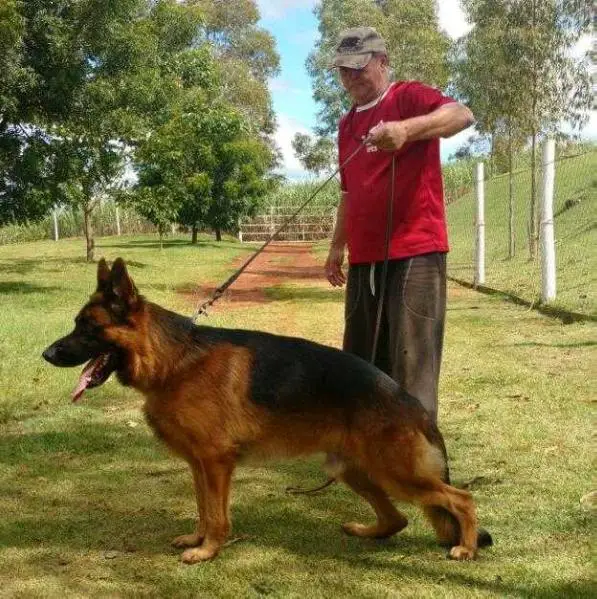 Rambo do Rancho dos Ipês