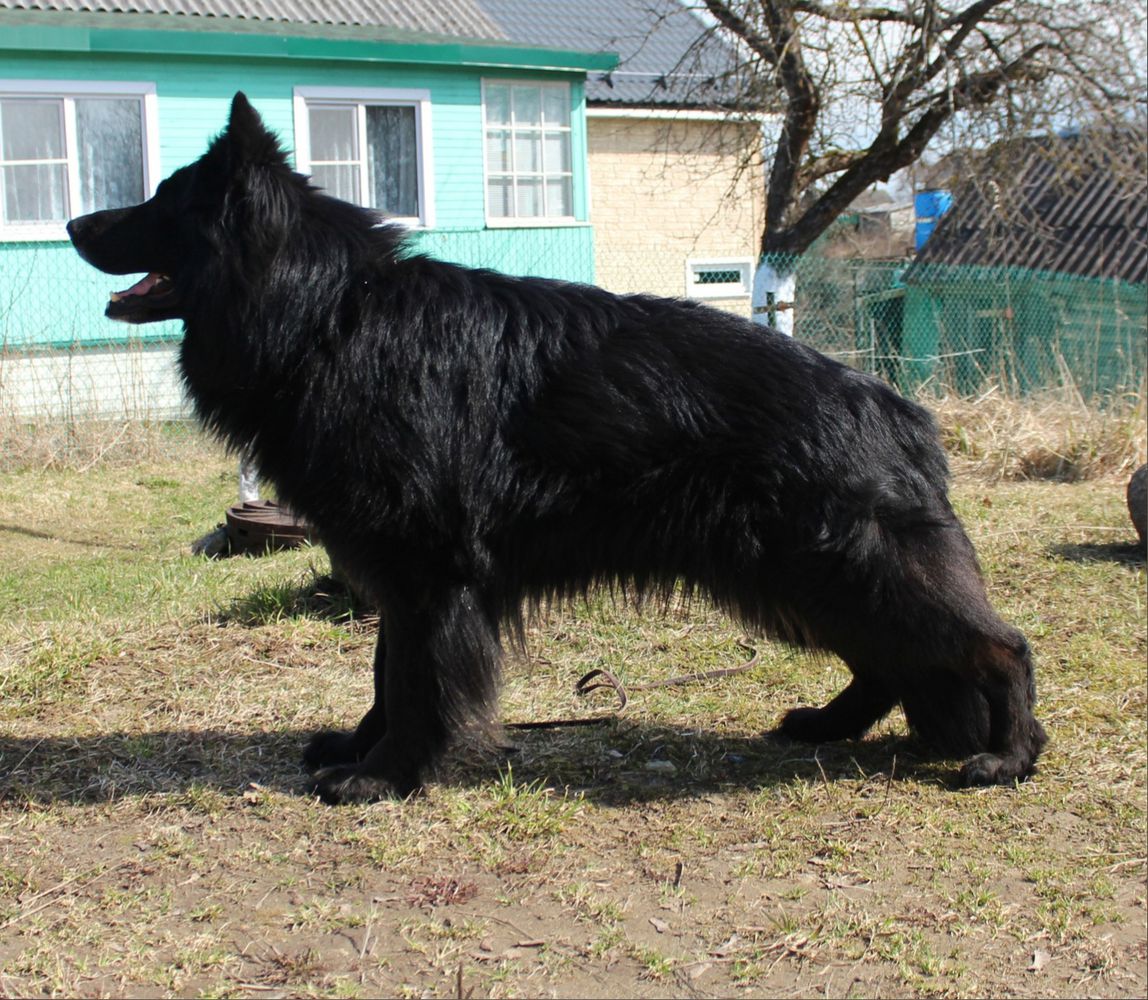 JCHClub,JCH.RUS,3*CH.RKF,CH. RUS,CACIBx3, ARAGON GEROY
