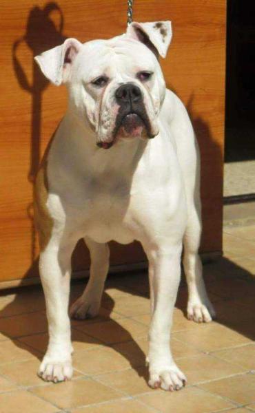 Lory Bulls Shila of Danger Bulls