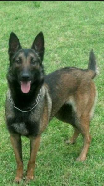 HOLLIE VON HAUS BRAVEHEART