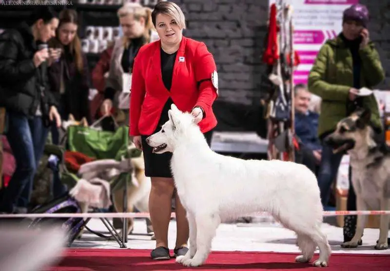 RU JCH, RU CH Zemfira Delight of Angelotti