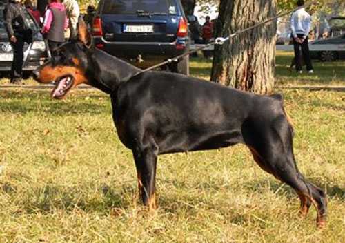 Ch. Class Winner Balkan & Skopje Sieger Show, CH Montenegro daisy v cobra